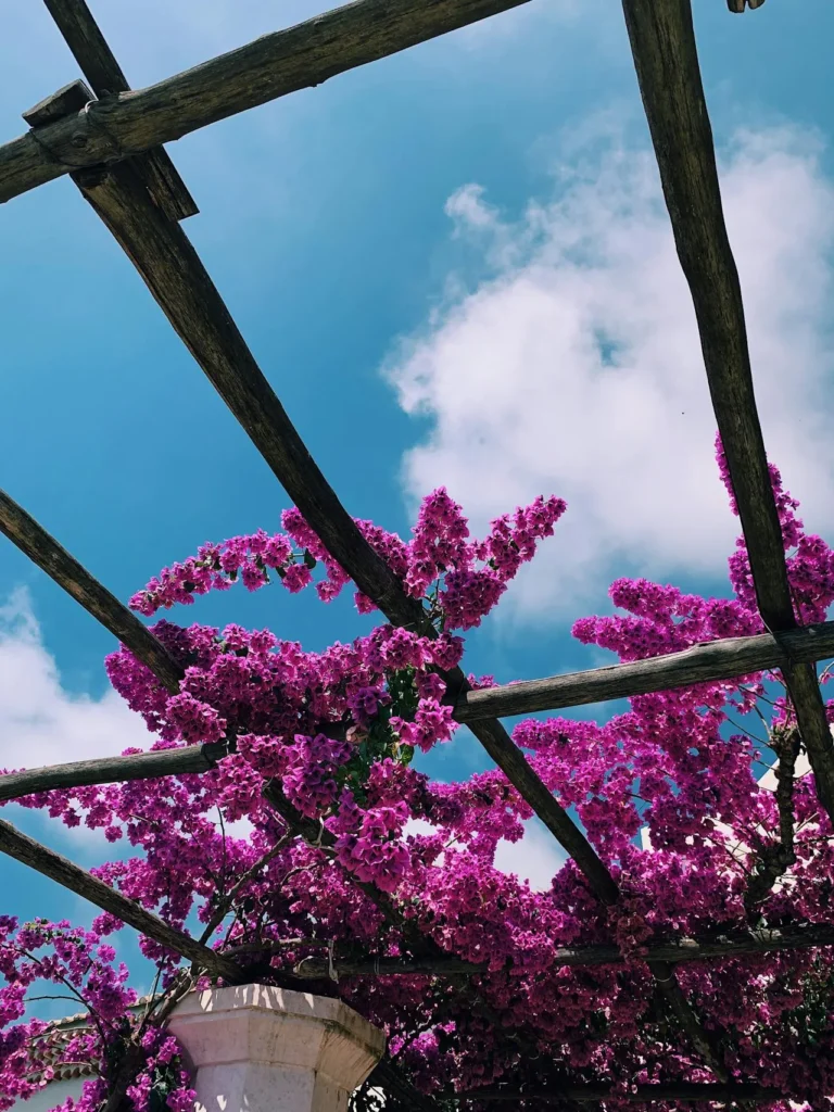 Pérgola de troncos rústicos con buganvilias fucsias entrelazadas sobre una columna de piedra blanca. Pergola de troncos rusticos con buganvilias fucsias entrelazadas sobre una columna de piedra blanca
